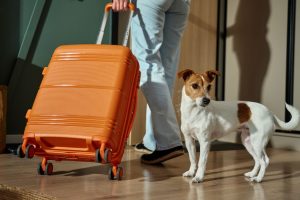 pet health certificate