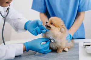 pet diagnostic tests