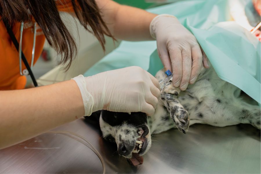 heart murmurs in pets