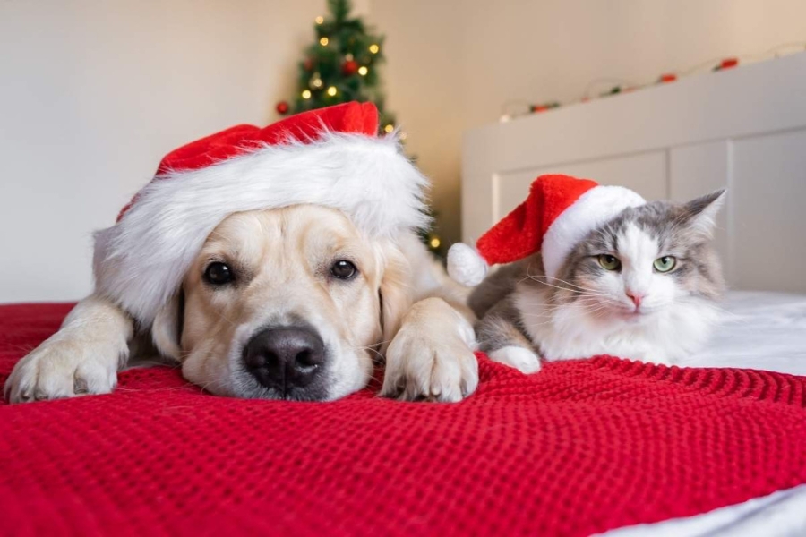 holiday sleep tips for pets