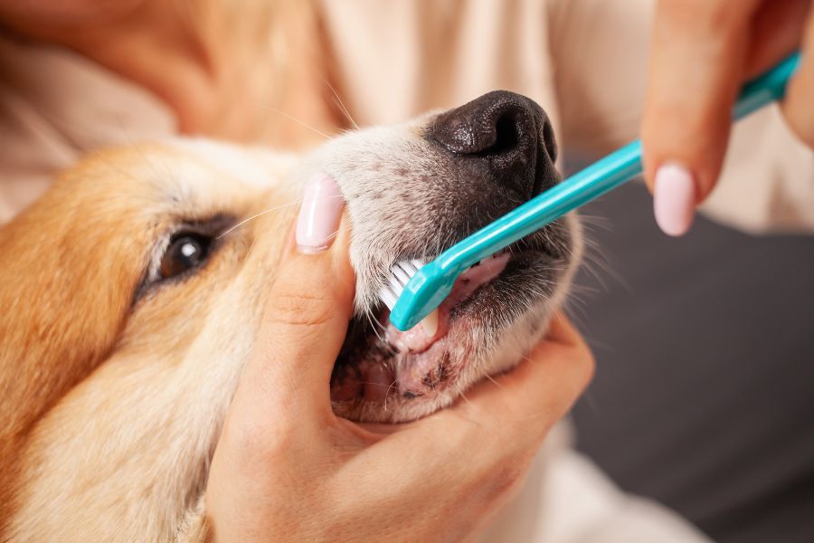 complete-pet-care-dental-diagnostics