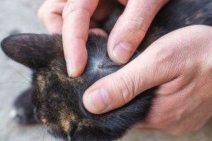 silent-parasites-harming-your-pet