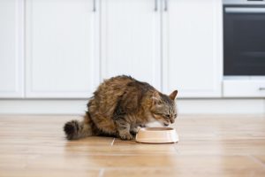 gut-friendly-foods-for-dogs