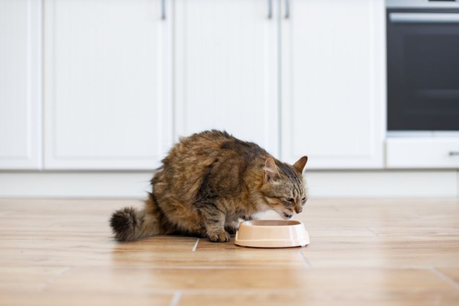 gut-friendly-foods-for-dogs