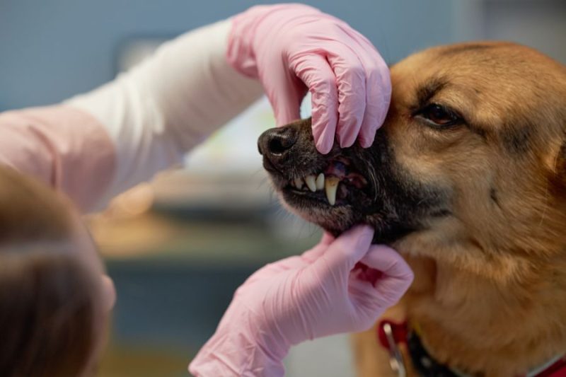 How self-cleaning dog brushes work