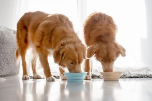 gut-friendly-foods-for-dogs