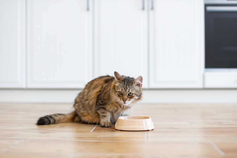 best-foods-pets-sensitive-stomach-diarrhea