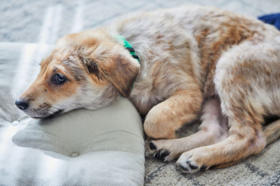 mitral-valve-disease-dogs-heart-murmur