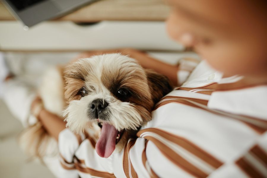 3-3-3-rule-for-dogs-new-owner-guide