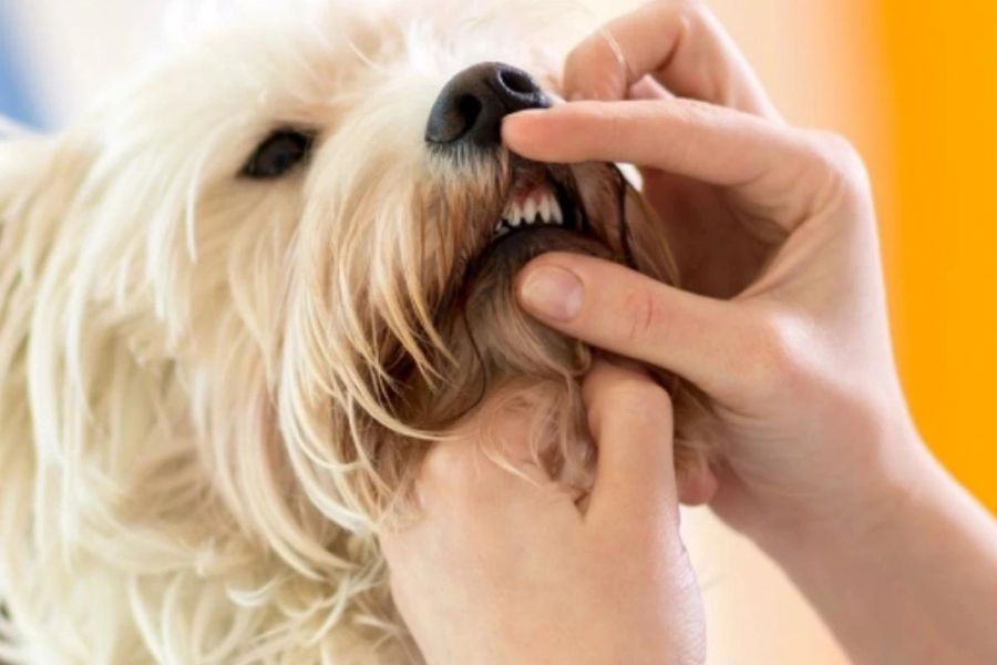 dog-bad-breath-brushing-teeth-guide