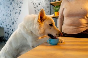 best-nutrients-for-senior-dogs-aging
