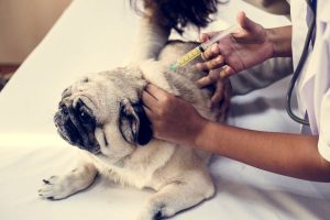 pet-vaccination-facts-social-media-vs-science