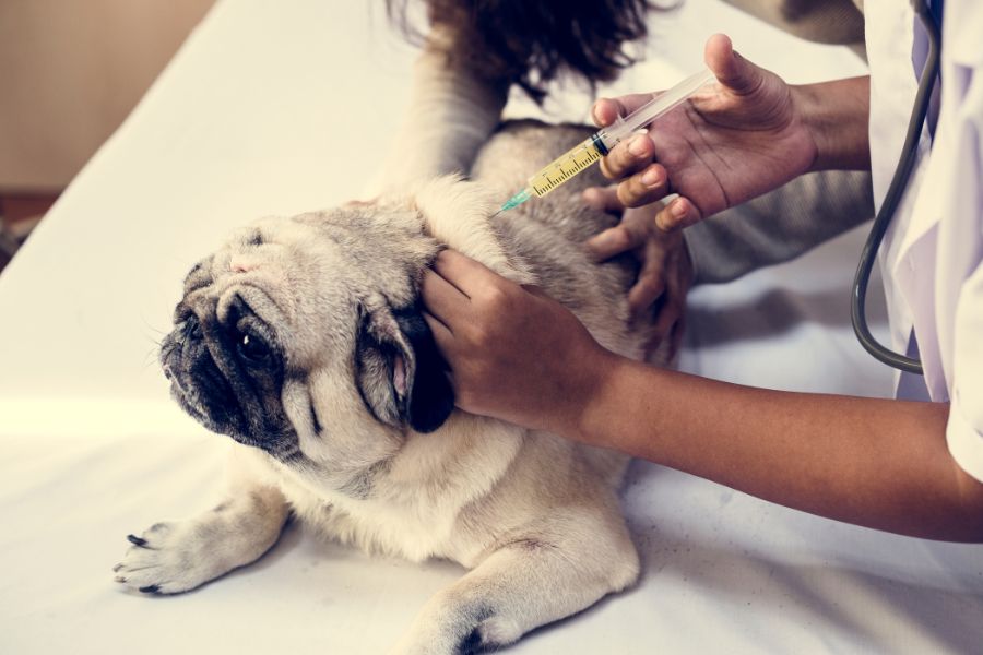 pet-vaccination-facts-social-media-vs-science