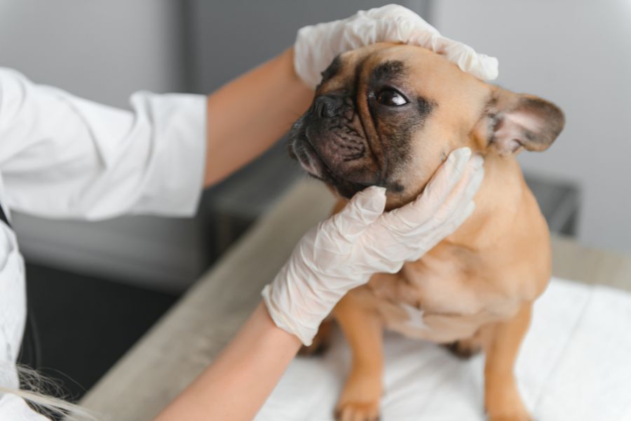 kennel-cough-symptoms-when-visit-vet-guide