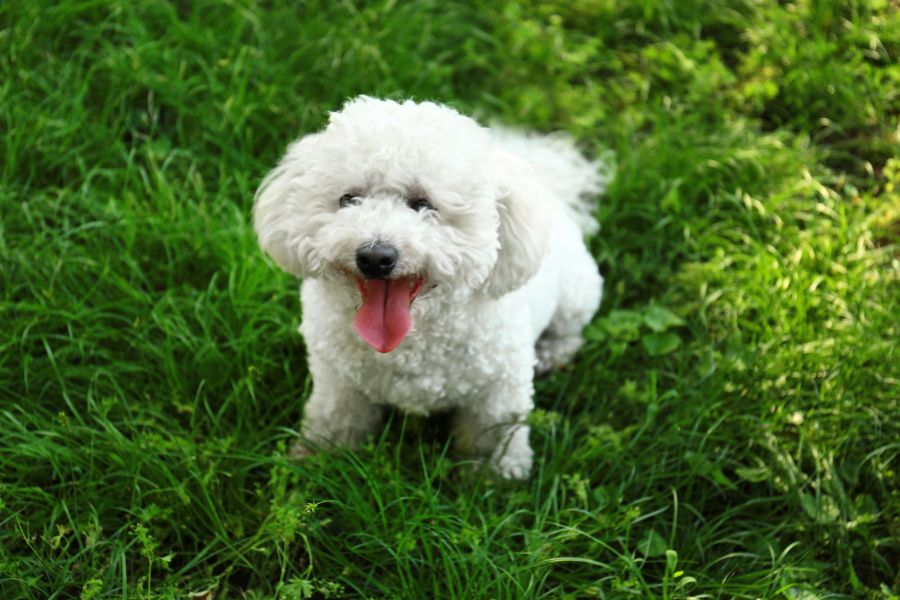 top-10-smartest-dog-breeds-families