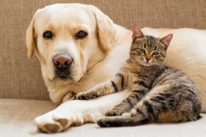 detect-cancer-pets-early-vets-guide