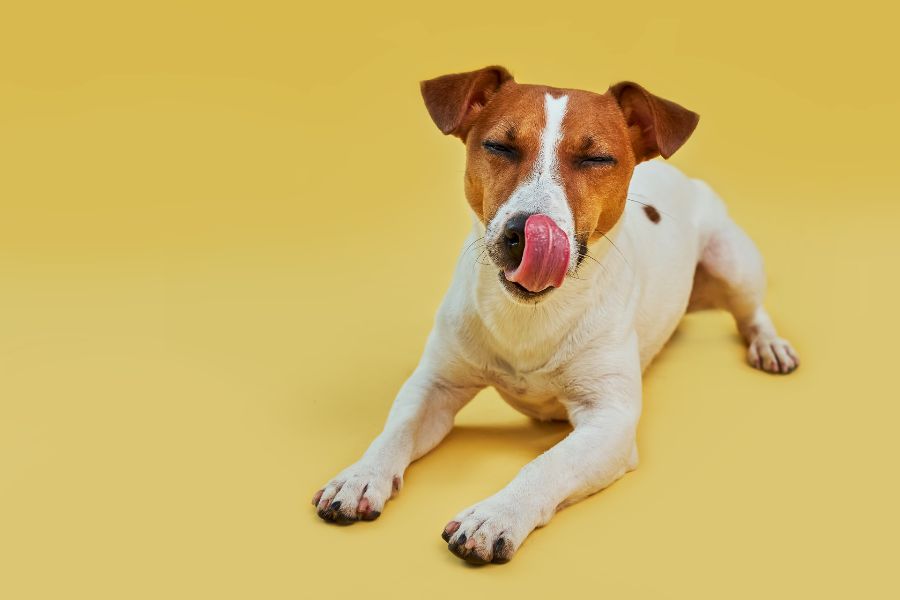 normal-vs-excessive-licking-vet-insights-guide