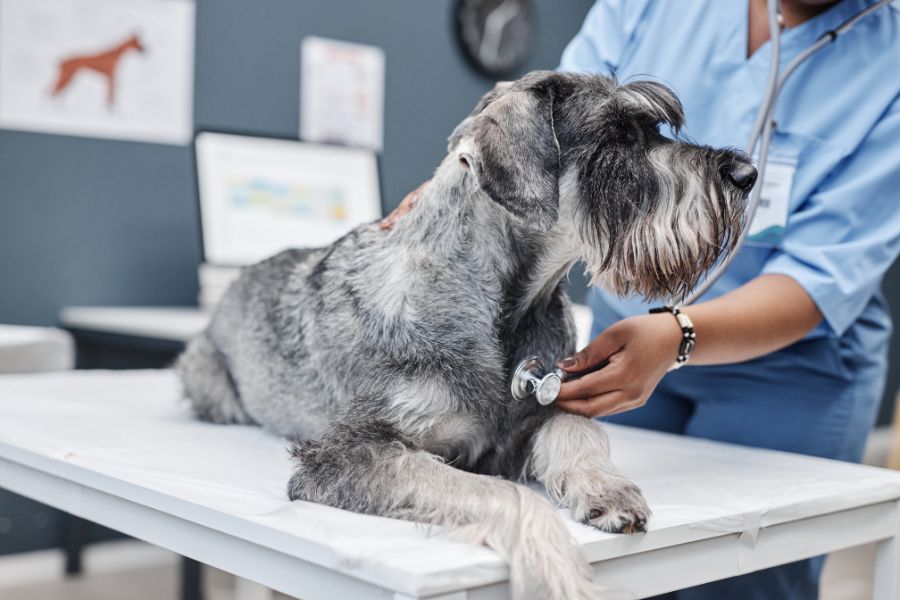 geriatric-pet-care-when-to-start-guide