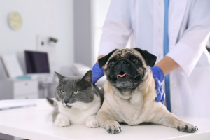what-to-expect-pet-first-wellness-exam