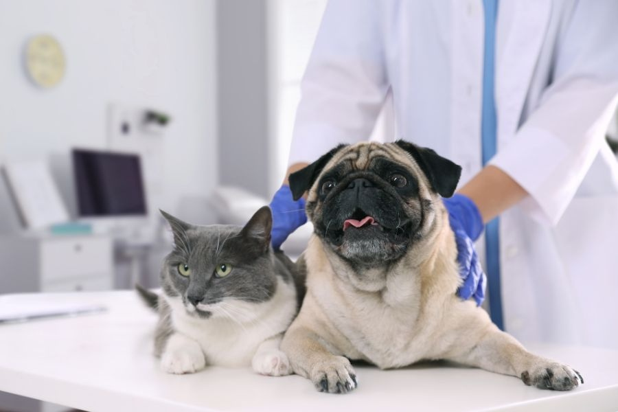 what-to-expect-pet-first-wellness-exam