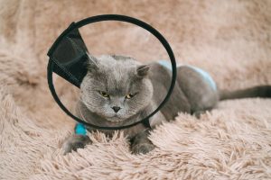 spay-neuter-surgery-step-by-step-guide