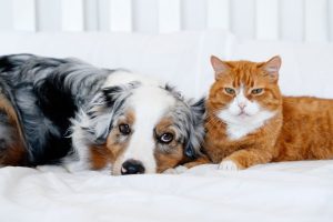7-signs-your-pet-needs-urgent-vet-care-today-guide