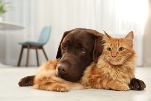 first-pet-wellness-exam-what-expect-guide