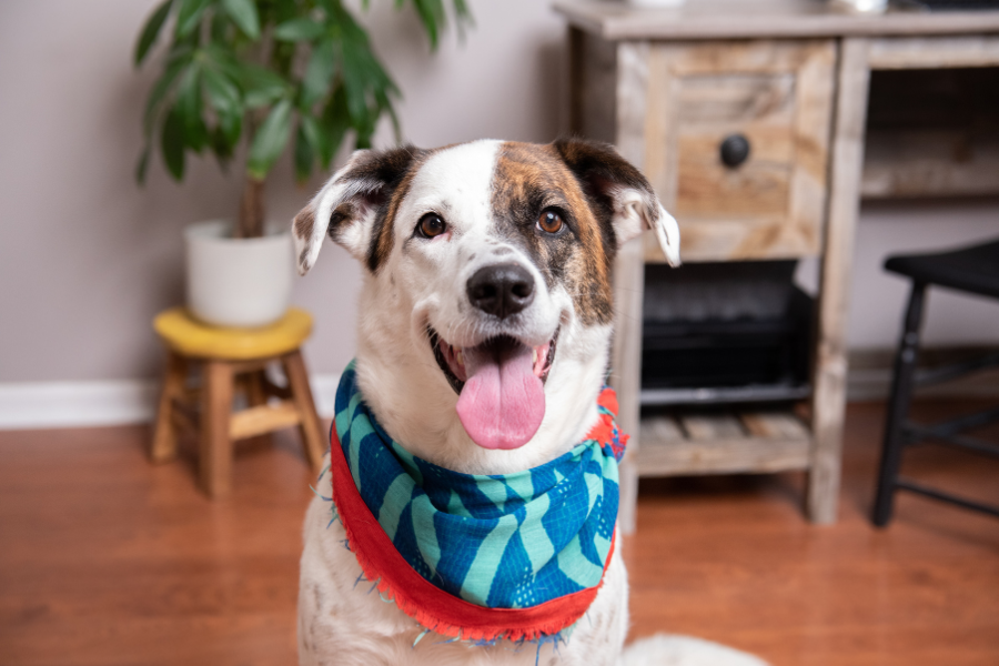 pet-dental-disease-why-annual-cleanings-matter-guide