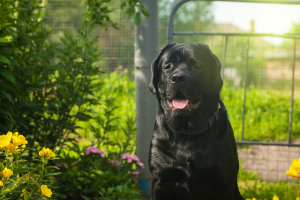raw-diet-vs-wet-food-vet-recommendations-guide
