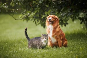 can-dogs-and-cats-eat-fruit-best-safe-fruits-guide