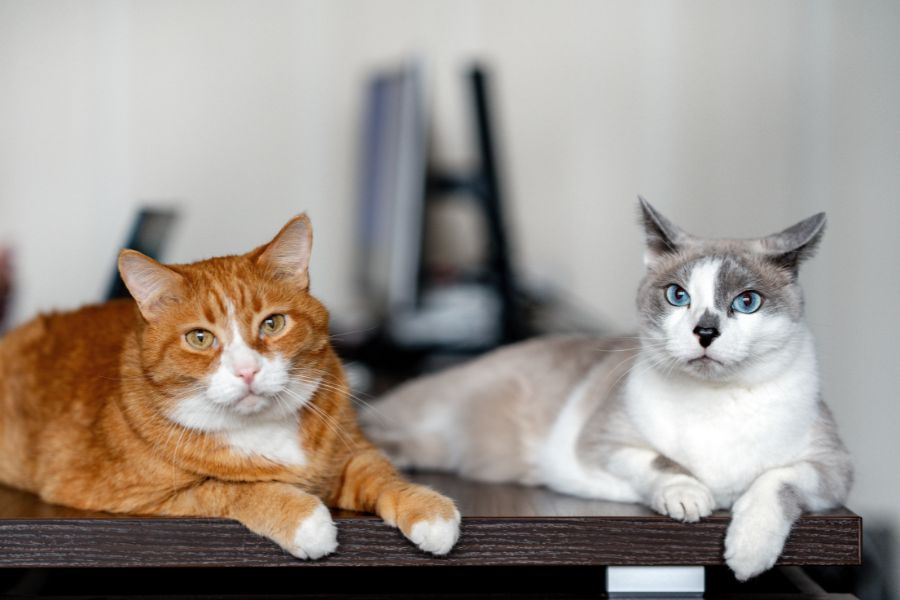 kidney-disease-in-pets-early-signs-to-know-guide