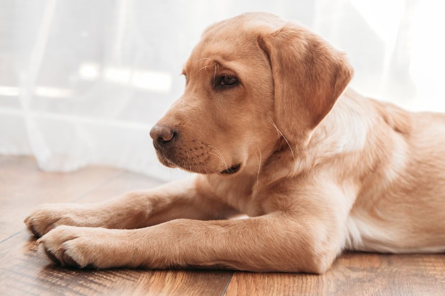 pet-dehydration-signs-every-owner-should-know-guide
