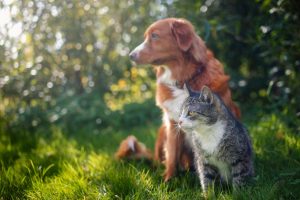 stroke-in-pets-when-urgent-vet-care-is-needed-guide
