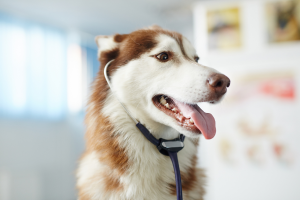 are-kids-toys-safe-for-pets