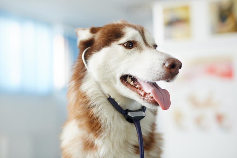 are-kids-toys-safe-for-pets