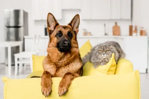 How to Introduce a Dog Into a Home With Cats
