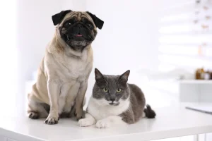 5 Key Diagnostic Tests That Help Monitor Your Pet’s Health