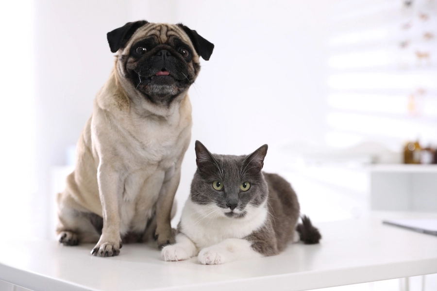 5 Key Diagnostic Tests That Help Monitor Your Pet’s Health