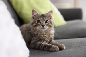 puppy-kitten-health-problems