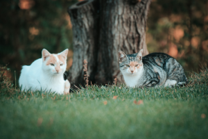 summer-pet-health-issues-urgent-care
