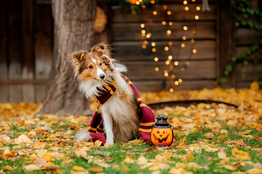 halloween-pet-poisoning