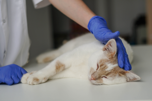 snakebites-in-pets-symptoms
