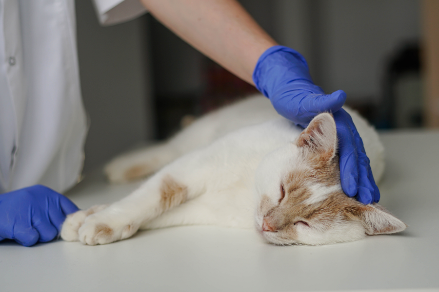 snakebites-in-pets-symptoms